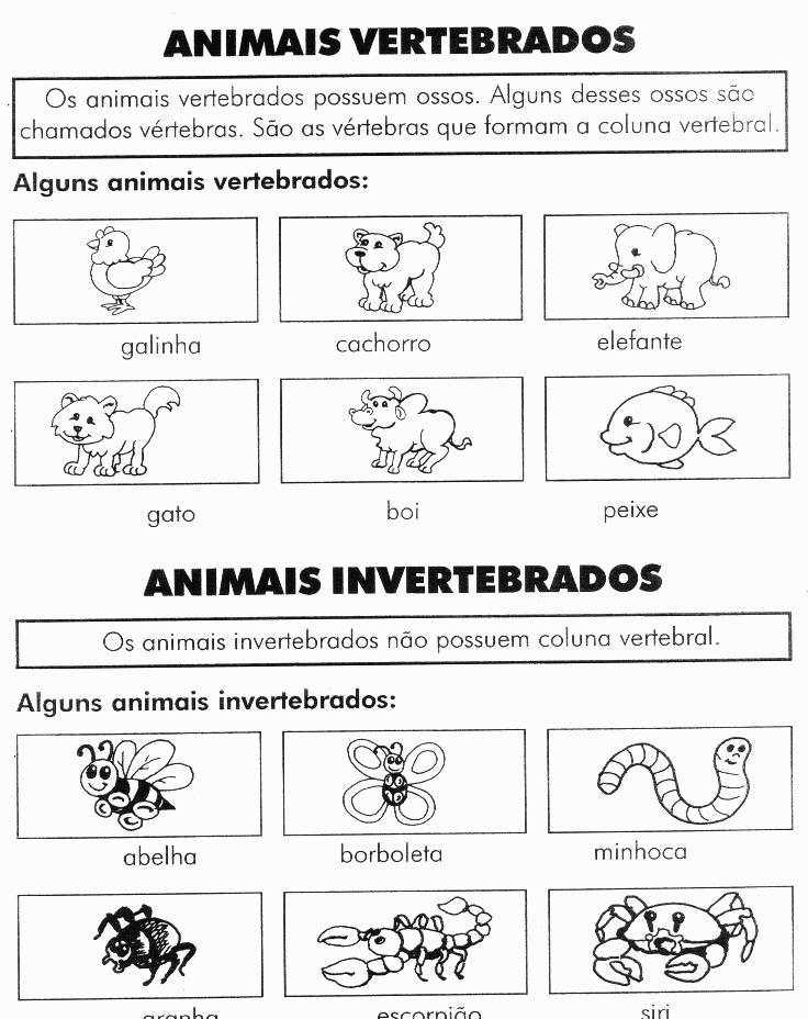 Texto Sobre Animais Vertebrados E Invertebrados 3 Ano Fundamental Texto Sobre Animais Vertebrados E Invertebrados 3 Ano Fundamental